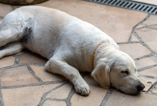 istock beautiful golden retriever 1295445443