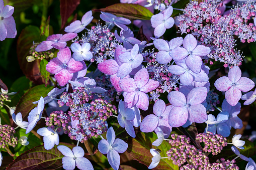 Hydrangea serrata 'Tiara' a pink summer lacecap flowering shrub plant with a red purple summertime flower which opens from June to August stock photo image