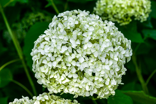 Hydrangea arborescens 'Annabelle' a summer flowering shrub plant with a white summertime flower which opens from July to September and commonly known as smooth hydrangea stock photo image