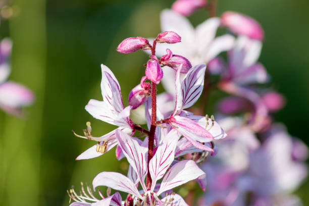 istock Diptam (Dictamnus albus) in a botanical garden 1295446671