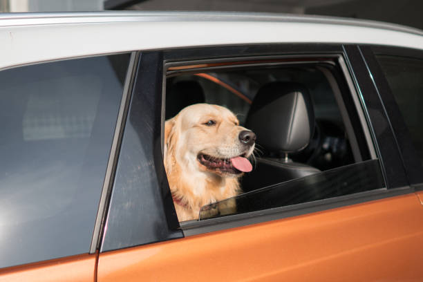 istock Dog looking outside from car window 1295447425