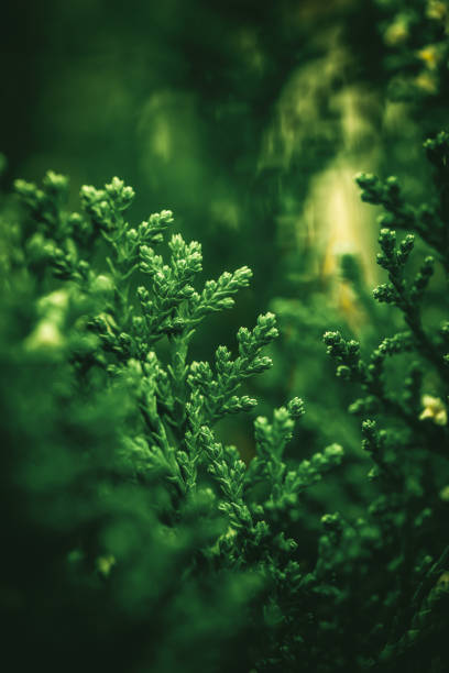 녹색 잎, 자연 배경 - cypress tree 이미지 뉴스 사진 이미지