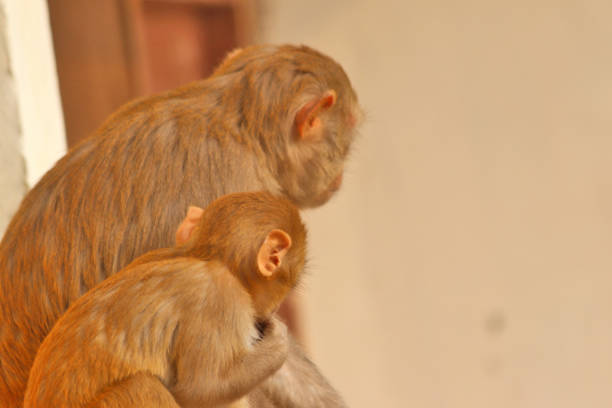 Monkey family in action with bonding in cold winter day.