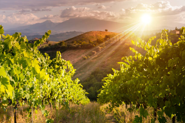 istock Panoramic view to vineyard on hills, winery and wine making 1295448863