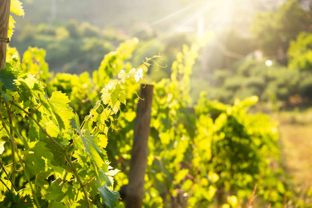 istock Panoramic view to vineyard on hills, winery and wine making 1295449436