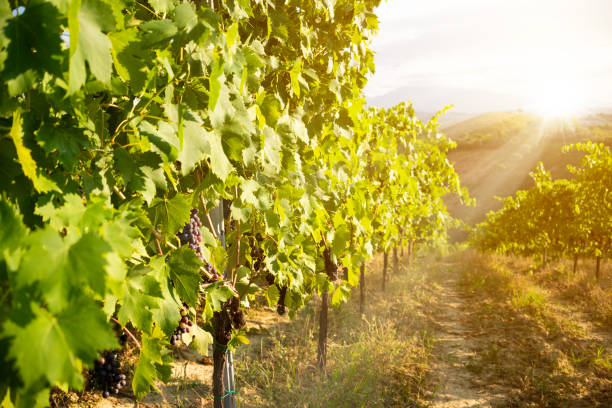 istock Panoramic view to vineyard on hills, winery and wine making 1295449463