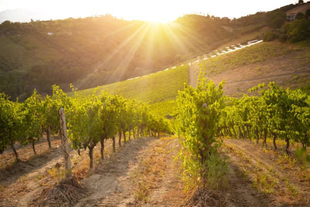 istock Panoramic view to vineyard on hills, winery and wine making 1295449636