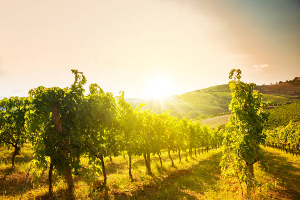istock Panoramic view to vineyard on hills, winery and wine making 1295450050
