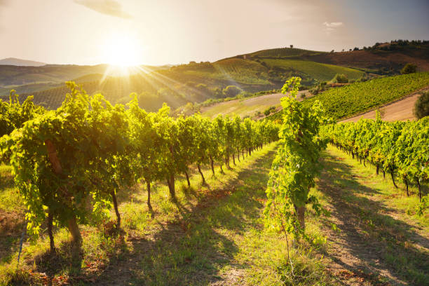 istock Panoramic view to vineyard on hills, winery and wine making 1295450082