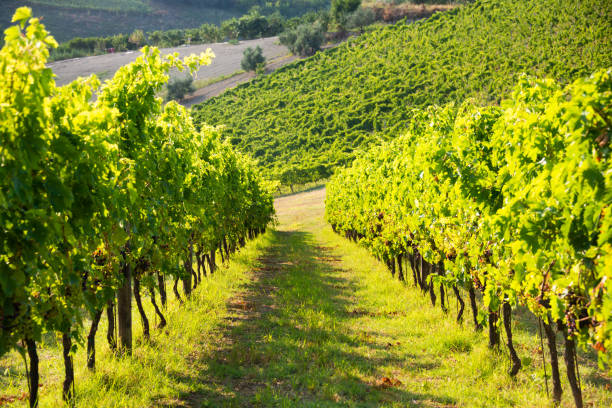 istock Panoramic view to vineyard on hills, winery and wine making 1295450605