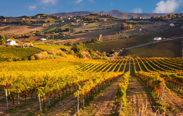 istock Panoramic view to vineyard on hills in fall, winery and wine making 1295450661