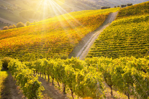 istock Panoramic view to vineyard on hills in fall, winery and wine making 1295450999