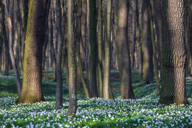 incroyable journée ensoleillée de printemps. forêt avec le chêne. une pelouse couverte de fleurs blanches d’anémone nemorosa. fond majestueux de papier peint de printemps. - glade forest oak tree tree photos et images de collection