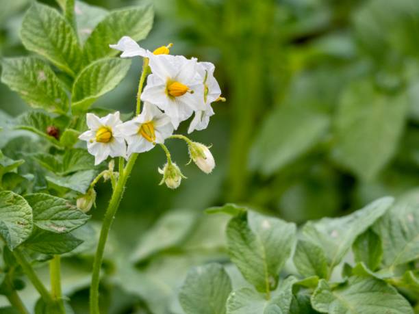 istock Organic Potato Plants 1295454365