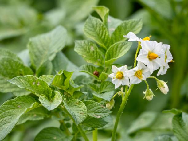 istock Organic Potato Plants 1295454382