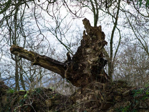 Dead tree root, close-up root.