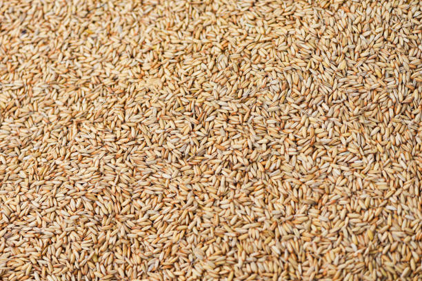 istock paddy rice texture background, dry seed rice organic paddy agricultural products from in Thailand Asian for food 1295456263