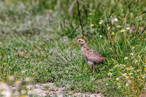 istock Pheasant Chick in a Field of Grass (Phasianus colchicus) 1295458530