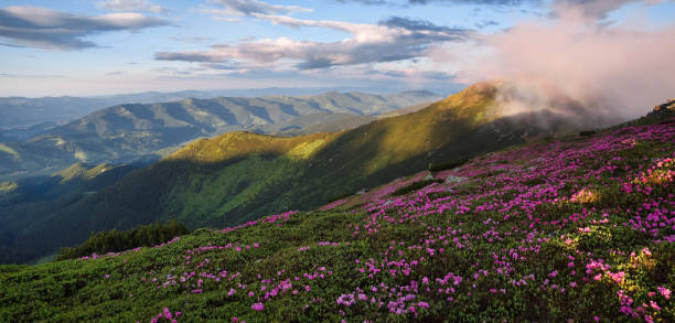 istock Spring scenery. Panoramic view in lawn are covered by pink rhododendron flowers. Beautiful photo of mountain landscape. Concept of nature rebirth. Blue sky with cloud. 1295459179