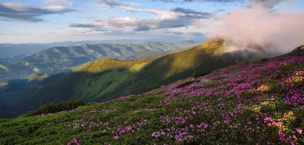 Photo of Spring scenery. Panoramic view in lawn are covered by pink rhododendron flowers. Beautiful photo of mountain landscape. Concept of nature rebirth. Blue sky with cloud.