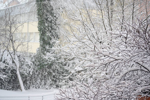 istock Branches of a tree with lots of snow on top during a heavy snowfall 1295461607