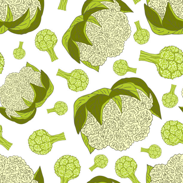 ilustraciones, imágenes clip art, dibujos animados e iconos de stock de coliflor sobre fondo blanco. - agriculture backgrounds cabbage close up