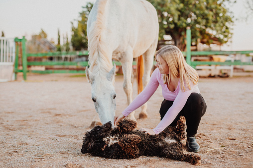 Blond young girl playing with her white mare and her cute poodle near the horse stable. Real life situation. These casual clothes are in worn condition for work in the stable. Grain added. Part of an E+ and S+ series.