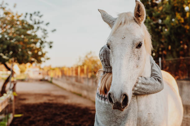 Blond young girl with a woollen cap and old winter pullover embracing her white mare in the horse stable