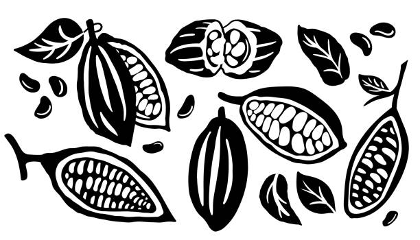 ilustraciones, imágenes clip art, dibujos animados e iconos de stock de vaina de cacao y muchos frijoles crudos aislados sobre fondo blanco. ilustración vectorial. - chocolate caliente
