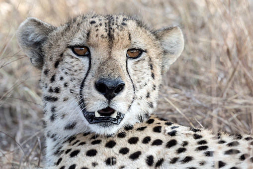 Relaxed cheetah at Kruger National Park in South Africa.