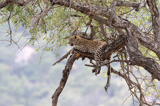Leopard on a tree in the Kruger National Park in South Africa.