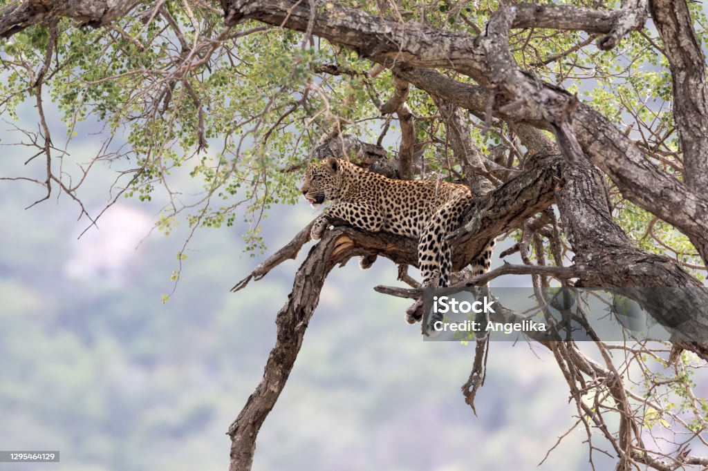 Leopard on a tree Leopard on a tree in the Kruger National Park in South Africa. Kruger National Park Stock Photo
