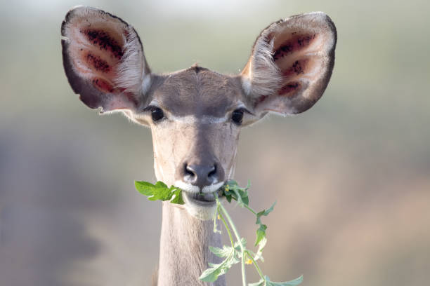 Kudu portrait A beautiful female Kudu antelope having breakfest. Image was taken at Kruger Nationalpark, South Africa. kudu stock pictures, royalty-free photos & images