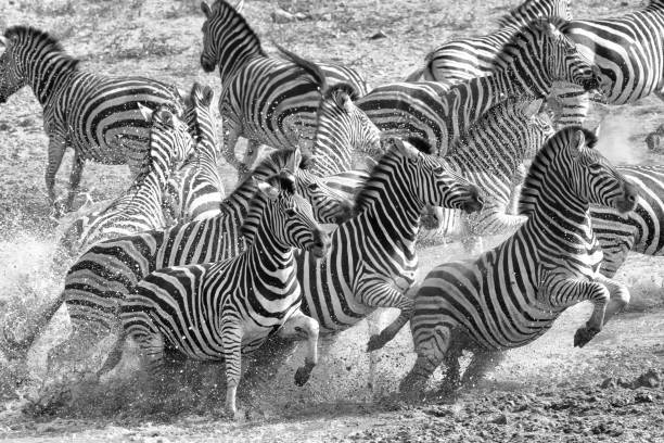 zebras em execução - kruger national park fotos - fotografias e filmes do acervo