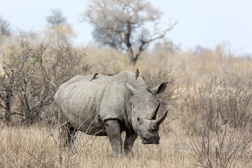 A white rhino at Kruger National Park in South Africa.