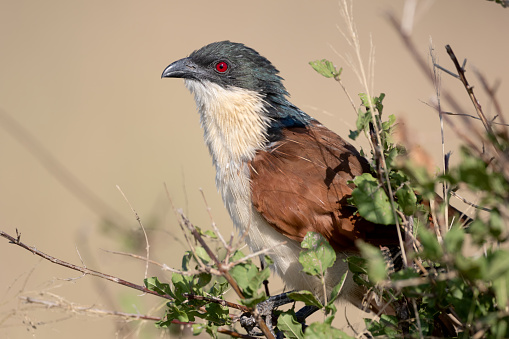 A Coucal in a bush in Kruger National Park, South Africa.