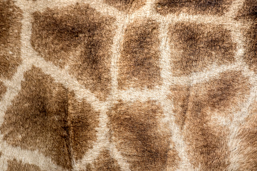 Pattern of a giraffe. This image was taken on a Safari in Kruger National Park, South Africa.