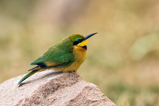 A little Bee-eater in the Kruger National Park in South Africa.