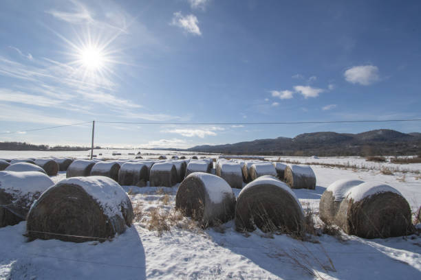 istock Land with haystacks in winter 1295464896