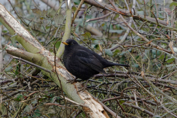 istock Blackbird sitting a a small bush singing in winter countryside 1295464956