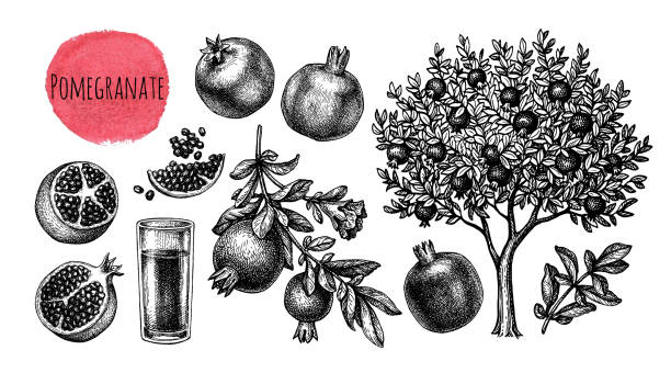 Pomegranate big set. Pomegranate big set. Tree, branches, fruits and seeds. Glass of juice. Ink sketch isolated on white background. Hand drawn vector illustration. Retro style. pomegranate tree stock illustrations