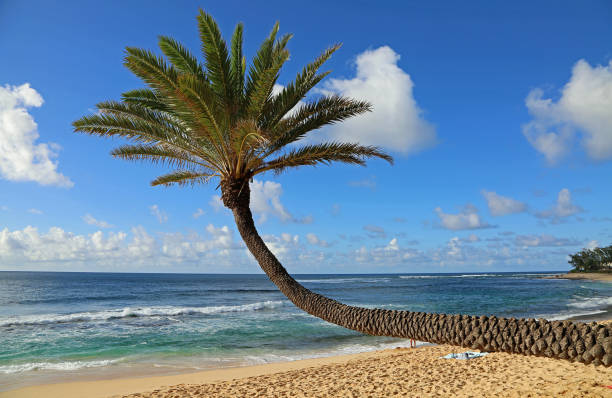 istock The palm and Sunset beach 1295467897