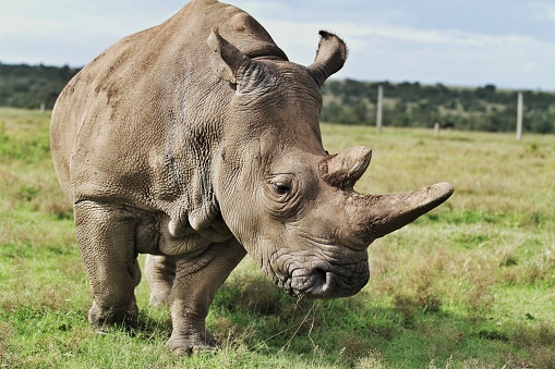 Rinoceronte en peligro de extinción photo