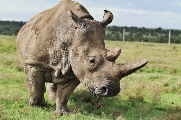 Endangered Rhino One of the last Northern White Rhinos on Earth rhinoceros stock pictures, royalty-free photos & images