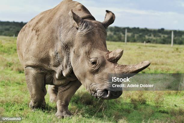 Endangered Rhino Stock Photo - Download Image Now - Rhinoceros, Northern White Rhinoceros, White Rhinoceros