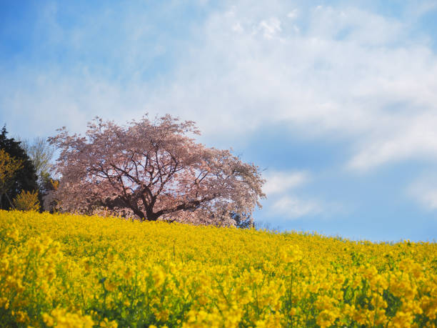 istock Cherry trees and rape blossoms in the blue sky 1295468701