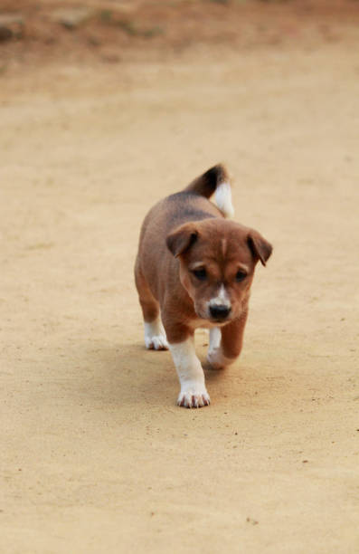 istock Cute little Indian puppies walking on ground 1295468843