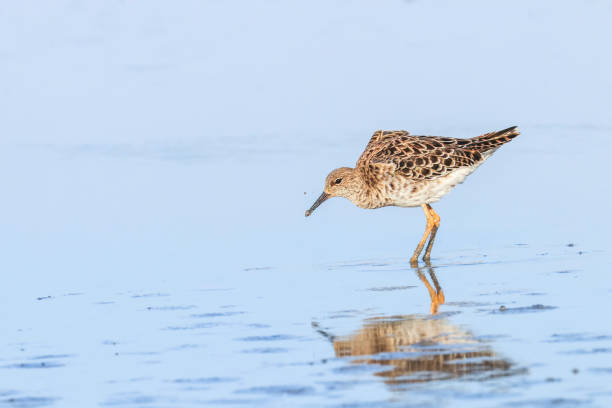 istock Ruff water bird (Philomachus pugnax) Ruff in water 1295469375