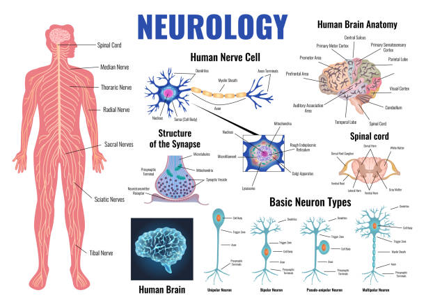 Neurology And Human Brain Set Neurology and human brain anatomy set flat isolated vector illustration neural axon stock illustrations
