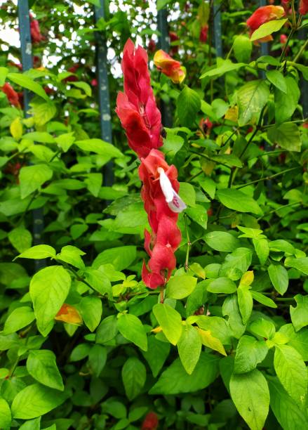 Mexican shrimp plant (Justicia brandegeeana) Mexican shrimp plant (Justicia brandegeeana). Shot in Sao Paulo at Aclimação park, Brazil. justicia brandegeeana stock pictures, royalty-free photos & images